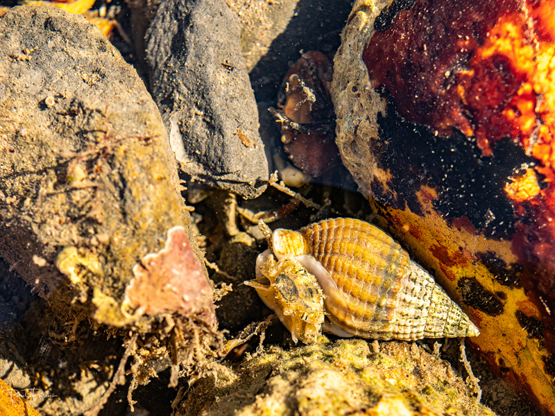 Netted Dog Welk (Tritia reticulata)  